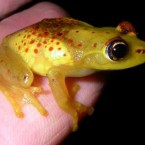 This is one of 69 amphibians discovered in the last 11 years. Amphibians are in decline worldwide, according to the WWF, and habitat destruction may be affecting more species in Madagascar than previously thought. (Image: Axel Strauss/WWF Madagascar)