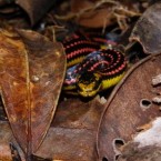 This vibrantly-marked snake is known to eat lizards and hunts through the rainforest for ground-dwelling animals. (Image: Sebastian Gehring/ WWF Madagascar)