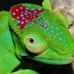 One of the 11 new chameleon species discovered on the island recently, the male and female of this species are both very striking, with brightly-coloured markings. (Image: Jorn Kohler/WWF Madagascar)