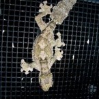Also known as the Cork Bark Leaf-Tailed Gecko was discovered in 2003 in the east coast rainforests. Around 13cm in length, the lizard has the perfect camouflage for climbing thick branches and corkbark. (Image: Ben Smith/ WWF Madagascar)