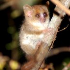Mouse lemurs are the world's smallest primates. This species, discovered in 2000, is the smallest in the world, with an average body length of just 92 mm. (Image: Louise Jaspar/ WWF Madagascar)