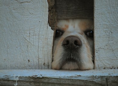 A barking dog was the catalyst for the three-year feud