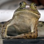 A frog looks ahead before taking a leap during a frog-jump contest in Zelienople, Pennsylvania. (AP Photo/Keith Srakocic)