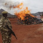 An armed Kenya Wildlife Services ranger watches as confiscated ivory burns at Kenya Wildlife Training School, Manyani, Kenya, on 20 July, 2011. In a bid to combat illegal ivory trade in Africa, Lusaka Agreement Task Force (LATF) announced The African Law Enforcement Day by burning 5 tons of contraband ivory at the Kenya Wildlife Training School. (AP Photo/Sayyid Azim)