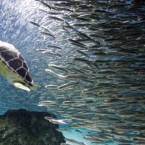 A turtle swims with sardines as part of summer vacation event at an Coex Aquarium in Seoul, South Korea, on 22 July, 2011. (AP Photo/ Lee Jin-man)