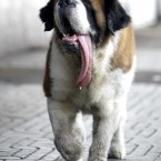 Milo the Saint Bernard walks on a street with his owner in Bangkok, Thailand (AP Photo/Sakchai Lait)