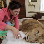 Raquel Borges feeds paralysed lion Ariel, who has a degenerative brain condition, in Sao Paulo, Brazil (AP Photo/Andre Penner)