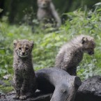 Cheetah cubs at a zoo in Wuppertal, Germany (AP Photo/Frank Augstein)
