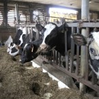Cows are cooled by large wall fans in Braintree, Vermont. (AP Photo/Toby Talbot)