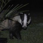Reclusive badgers made up 10.1 per cent of the animals hit on the road<span class=