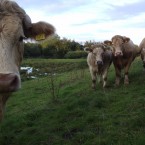 1.7 per cent of motorists said they had hit a cow<span class=