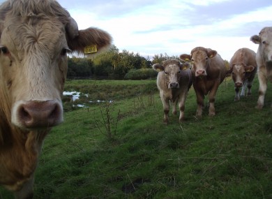 83 people surveyed said they had hit a cow while driving 
