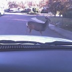 118 motorists say they have struck a deer while driving <span class=