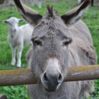 15 donkeys have been struck by Irish drivers surveyed by AA<span class=