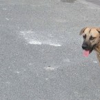 Of the drivers who said they'd hit an animal, 45.5 per cent said they'd hit a dog<span class=