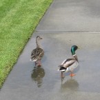 Ducks account for 1.3 per cent of strikes by motorists<span class=