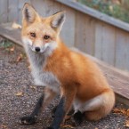 10.3 per cent of motorists said they had struck a fox<span class=
