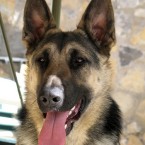 Gunther the German shephard was left $80 million in 1991 when his owner, German countess Carlotta Liebenstein died. When the dog died the money passed to his son, also called Gunther. Pic (not of Gunther) by Alex Ramirex via Flickr