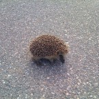 No jokes about going to see their 'flat mates' please. Hedgehogs accounted for 7.9 per cent of strikes by motorists <span class=
