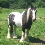 34 motorists said they had struck a horse while driving <span class=
