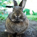 After domestic pets, rabbits were most likely to be hit by a car, with 33.4 per cent of motorists saying they'd hit a rabbit<span class=