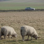 127 people polled said they had hit sheep while driving <span class=