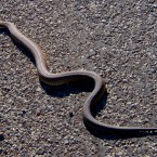 1.2 per cent of Irish motorists claim to have run over a snake! <span class=