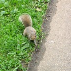 This squirrel might be having second thoughts about stepping onto the road, but 2.9 per cent of his peers were hit by Irish motorists <span class=