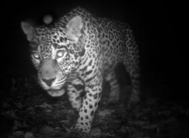 A jaguar in the Central Suriname Nature Reserve. 