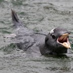 A Gentoo penguin learns to swim after being moved by Edinburgh Zoo staff into a special penguin creche (David Cheskin/PA Wire)