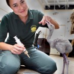 A four-week-old Caribbean Flamingo with keeper Alex Gray at Chester Zoo, who is hand rearing the chick (Peter Byrne/PA Wire)