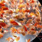 Goldfish swim in a spherical water tank in an art aquarium exhibition in Tokyo, Japan (AP Photo/Koji Sasahara)