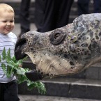 Winny Saur, the Australian Museum's robotic Muttaburrasaurus, makes friends with two-year-old Matthew Kealy in Sydney (AP Photo/Rick Rycroft)