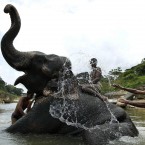 Elephant attendants bathe their elephant in Kandy, Sri Lanka (AP Photo/Eranga Jayawardena)