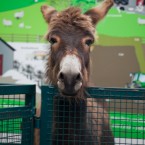 Looking for Shrek? Pic: Michelle Geraghty
