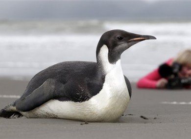 Happy Feet on Peka Peka Beach back in June when he was first found 3,200km from home. 
