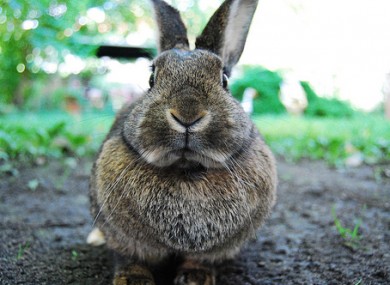 File photo of a rabbit. 