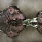 Dublin Zoo would like to invite fans to suggest names for the hippo calf based on her African origin. To be in with the chance of winning an annual family pass Dublin Zoo are asking people to post suggestions to on their Facebook page.
©Patrick Bolger Photography