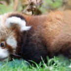 Red pandas have thick, dense fur and a long, bushy tail to keep them warm.
©Patrick Bolger Photography 2011