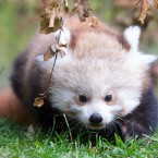 Eddie O'Brien, team leader at Dublin Zoo, said both pandas are doing well and starting to fend for themselves.
©Patrick Bolger Photography 2011