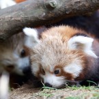 The two pandas play together. Visitors will be able to catch a glimpse of the pair at sunrise and sunset, when they are most active. For the rest of the day they sleep in the trees.
©Patrick Bolger Photography 2011
