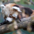 Red pandas are endangered in the wild but Dublin Zoo's new arrivals are well protected by their mother, Angelina.
©Patrick Bolger Photography 2011