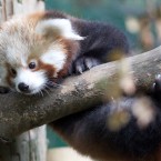 The pandas have fur on the soles of their feet to prevent them from slipping on wet branches. Handy in Ireland!
Patrick Bolger Photography 2011