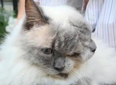 Frank and Louie, the record-breaking two-faced cat.