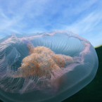 A moon jellyfish.
