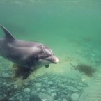 These wonderful images were all captured by underwater cameraman Ken O'Sullivan in Irish waters. 