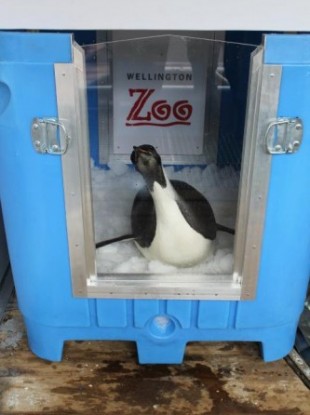Happy Feet in his travel crate before being released yesterday