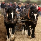 Godfrey Worrell from Kildare and his Dublin Cob horses take part in the horse category of the National Ploughing Championships in Athy, Co Kildare.

Niall Carson/PA Wire/Press Association Images<span class=