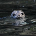 Awwww. A seal pub in Inishvickillane, one of the Blasket Islands off the coast of County Kerry. 