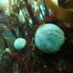 Where's Nemo?